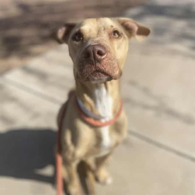 Photo of Lemon, adoptable dog in Phoenix, Arizona