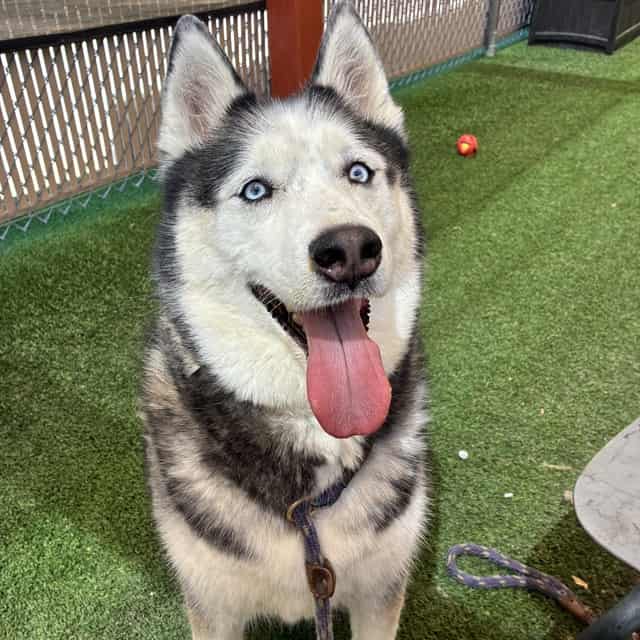 Photo of Gunner, adoptable dog in Phoenix, Arizona