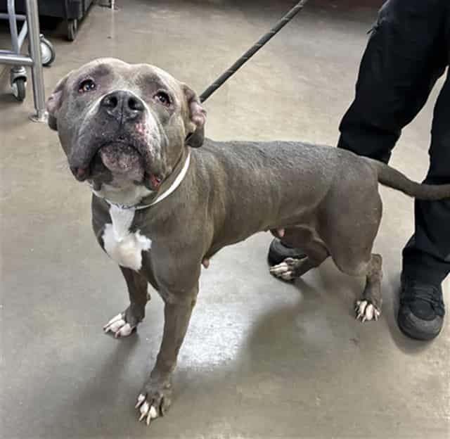 Photo of Silk, adoptable dog in Phoenix, Arizona