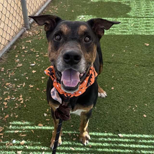 Photo of Scooter, adoptable dog in Phoenix, Arizona