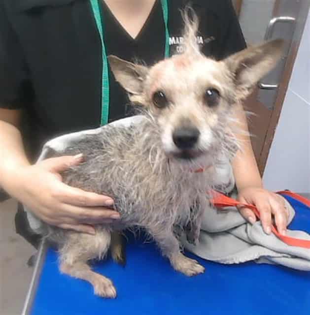 Photo of Stimpy, adoptable dog in Phoenix, Arizona