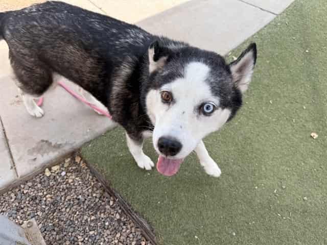 Photo of Nala, adoptable dog in Phoenix, Arizona