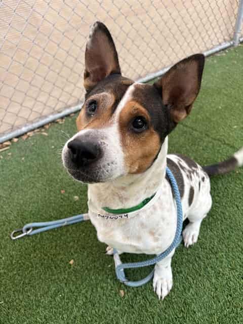 Photo of Eddie, adoptable dog in Phoenix, Arizona