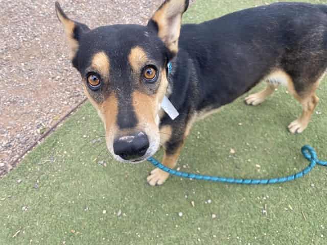 Photo of Machi, adoptable dog in Phoenix, Arizona