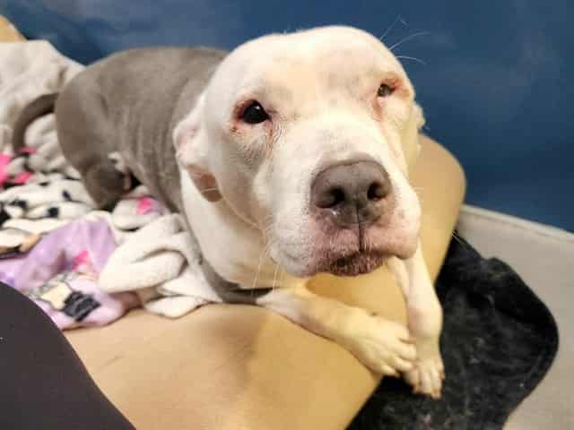 Photo of Ms Piggly, adoptable dog in Phoenix, Arizona