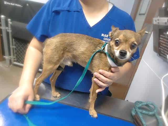 Photo of Meep, adoptable dog in Phoenix, Arizona