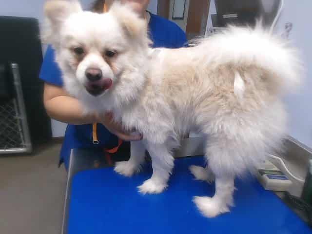 Photo of Kona, adoptable dog in Phoenix, Arizona