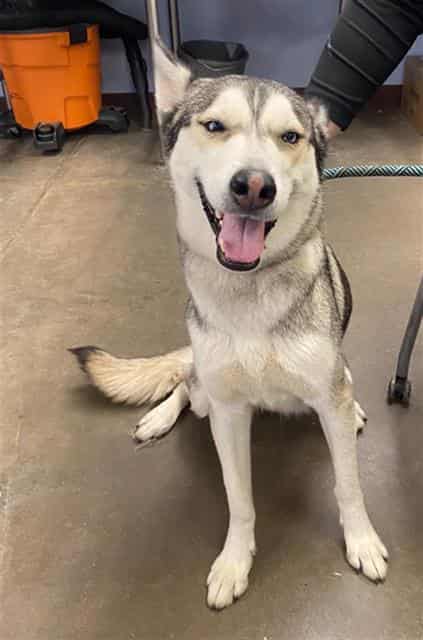 Photo of Angel, adoptable dog in Phoenix, Arizona