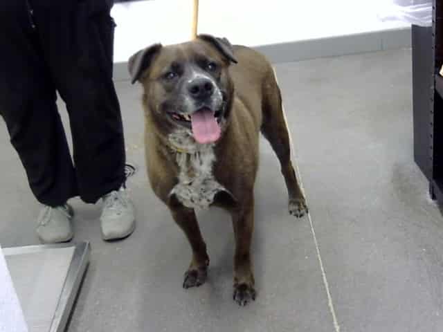 Photo of Koda, adoptable dog in Phoenix, Arizona