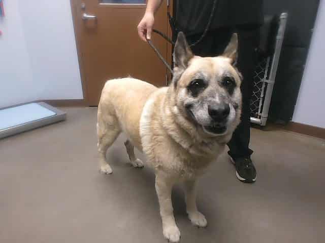 Photo of Sam, adoptable dog in Phoenix, Arizona