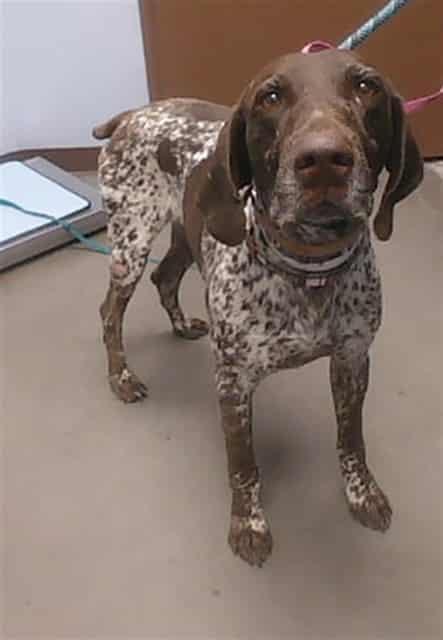 Photo of Howdy, adoptable dog in Phoenix, Arizona