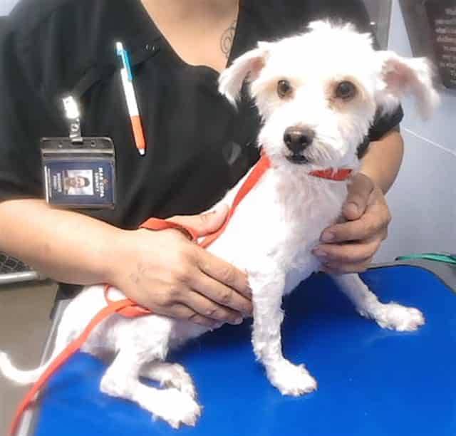 Photo of Fifi, adoptable dog in Phoenix, Arizona