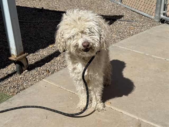 Photo of Frosty, adoptable dog in Phoenix, Arizona
