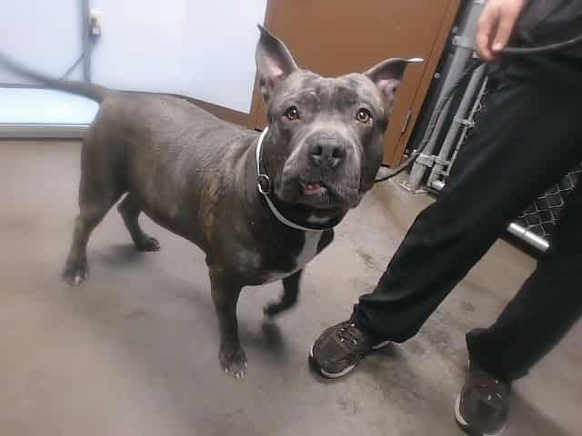 Photo of Hippo, adoptable dog in Phoenix, Arizona