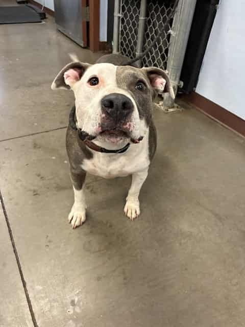 Photo of Lena, adoptable dog in Phoenix, Arizona