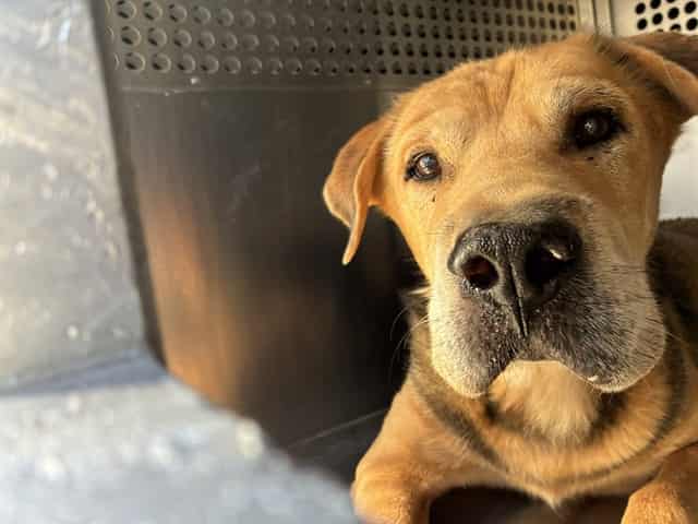 Photo of Kramer, adoptable dog in Phoenix, Arizona