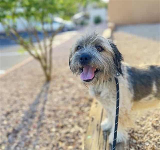 Photo of Shadow, adoptable dog in Phoenix, Arizona
