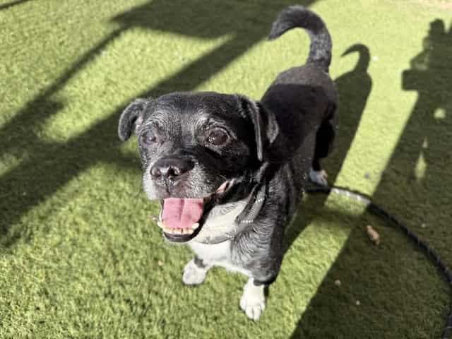 Photo of Winston, adoptable BLACK/WHITE CHIHUAHUA SH in Phoenix, Arizona