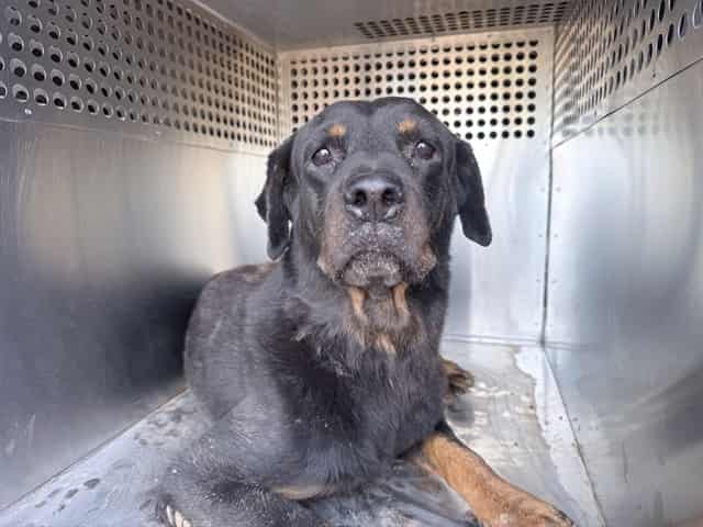 Photo of Ada, adoptable dog in Phoenix, Arizona