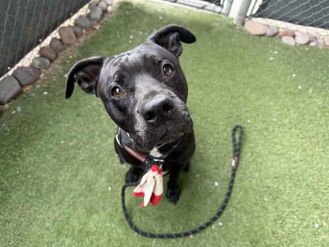 Photo of Butterfly, adoptable dog in Phoenix, Arizona