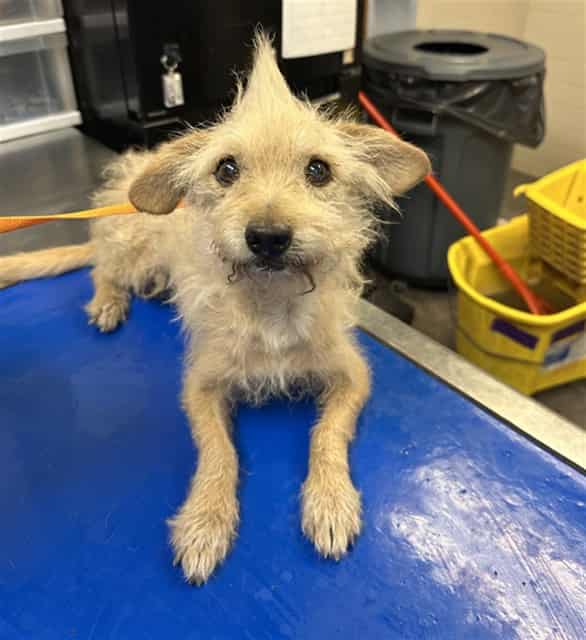 Photo of Gnome, adoptable dog in Phoenix, Arizona