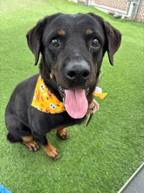 Photo of Ada, adoptable BLACK/BROWN ROTTWEILER/MIX in Phoenix, Arizona
