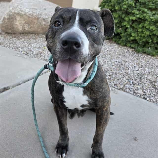 Photo of Lola, adoptable dog in Phoenix, Arizona