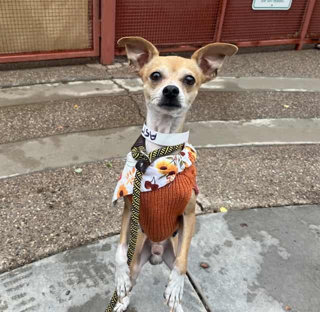 Photo of Opie, adoptable dog in Phoenix, Arizona