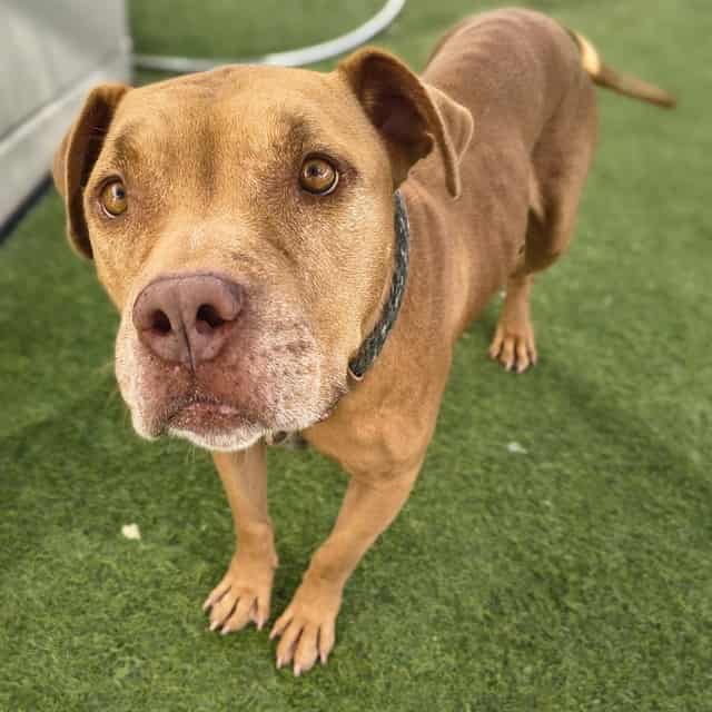 Photo of Tangerine, adoptable dog in Phoenix, Arizona