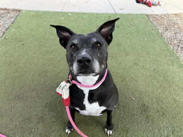 Photo of Melanie, adoptable dog in Phoenix, Arizona