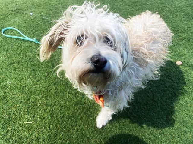 Photo of Darla, adoptable dog in Phoenix, Arizona