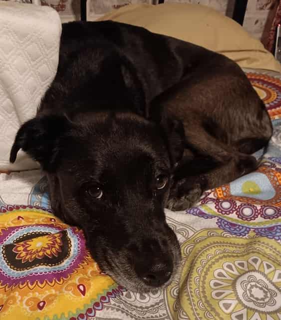 Photo of Luna, adoptable dog in Phoenix, Arizona