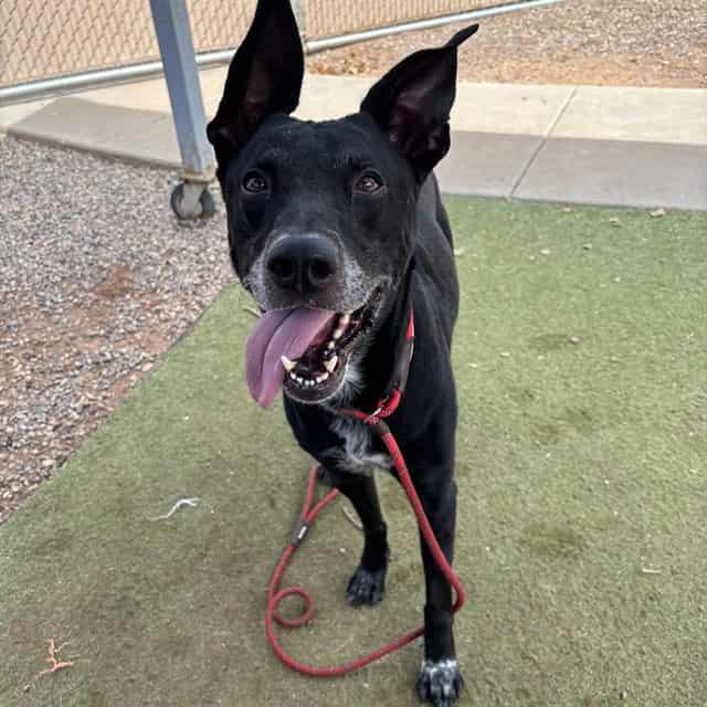Photo of Monty, adoptable dog in Phoenix, Arizona