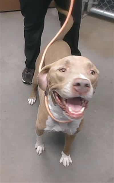 Photo of Mia, adoptable dog in Phoenix, Arizona