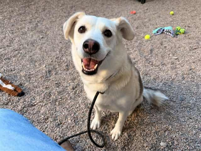 Photo of Honey Bear, adoptable dog in Phoenix, Arizona
