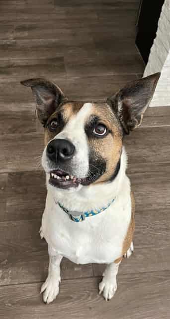Photo of Vinny, adoptable dog in Phoenix, Arizona