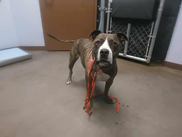 Photo of Bebee, adoptable dog in Phoenix, Arizona