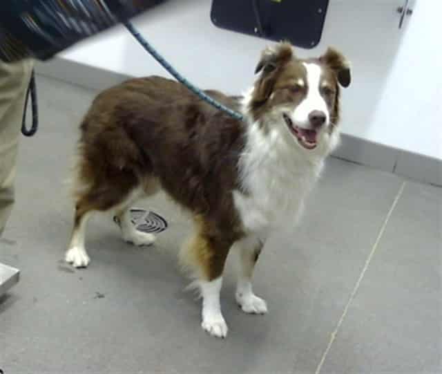 Photo of Rocky, adoptable dog in Phoenix, Arizona