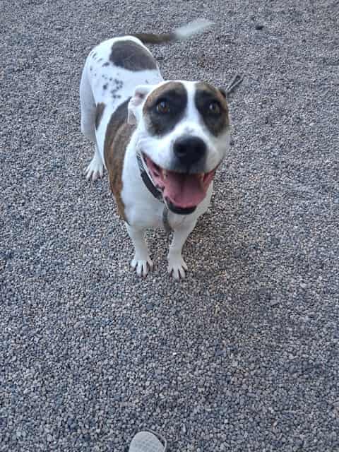 Photo of Lola Belle, adoptable dog in Phoenix, Arizona