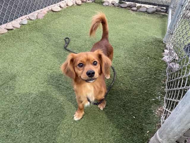 Photo of Pumpkin Spice, adoptable dog in Phoenix, Arizona