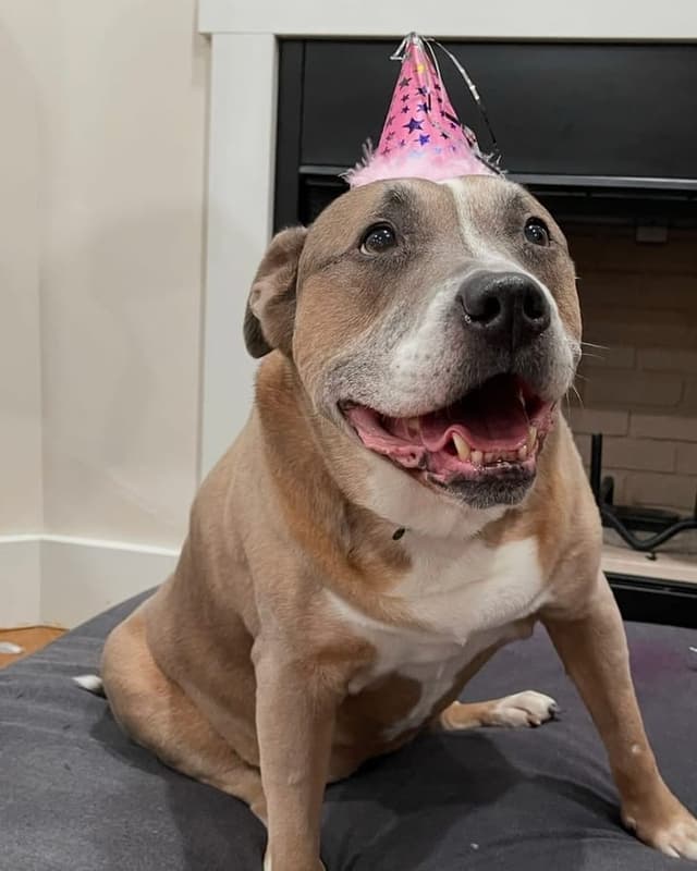 Lily, the senior dog whose adoption inspired the mission