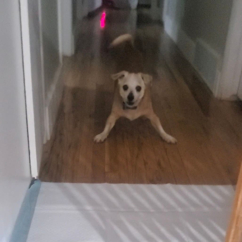 Nuggie, photo 17
