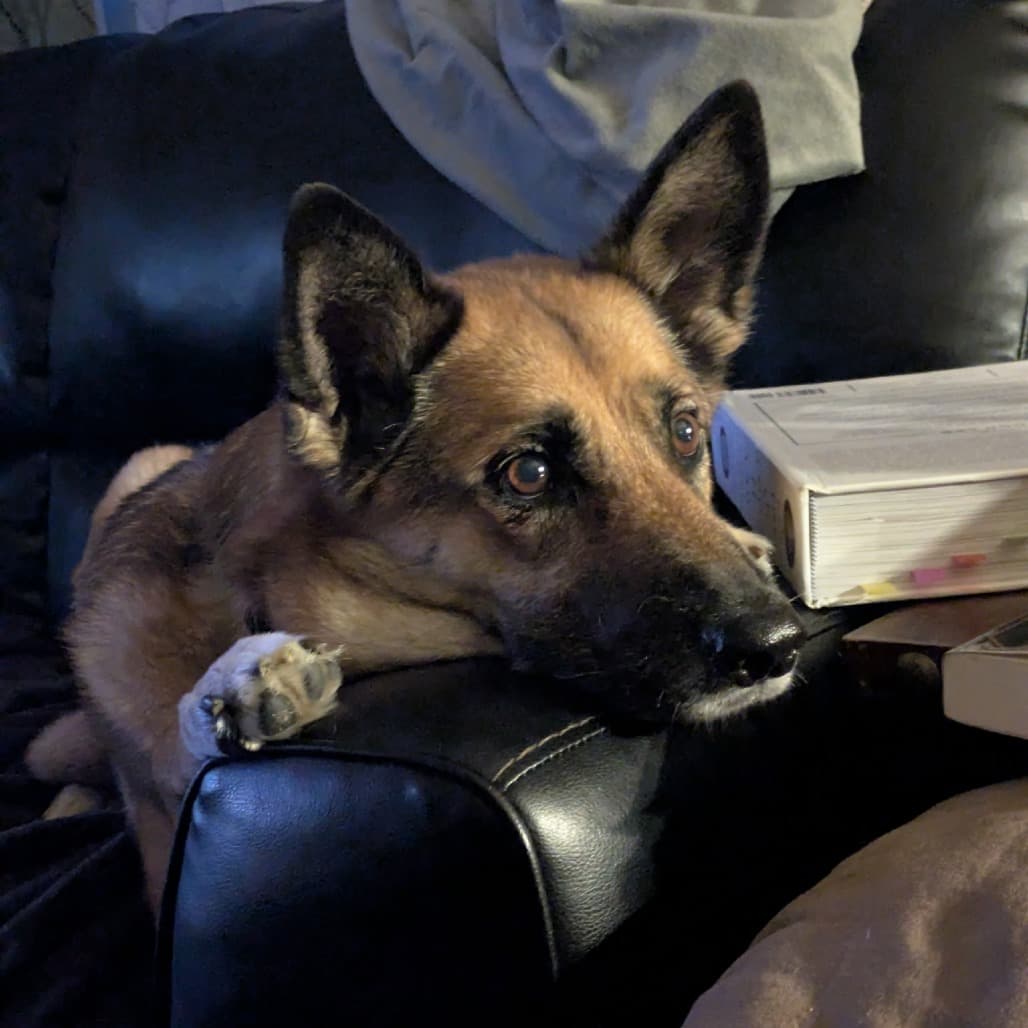 Portia, photo 12
