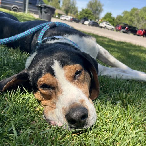 Herschel, photo 10