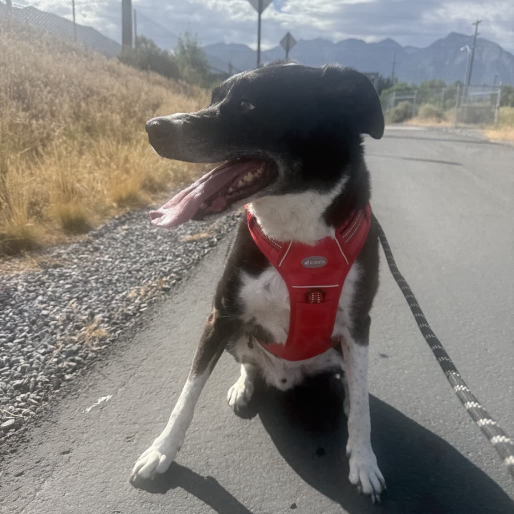 Koopa, photo 5