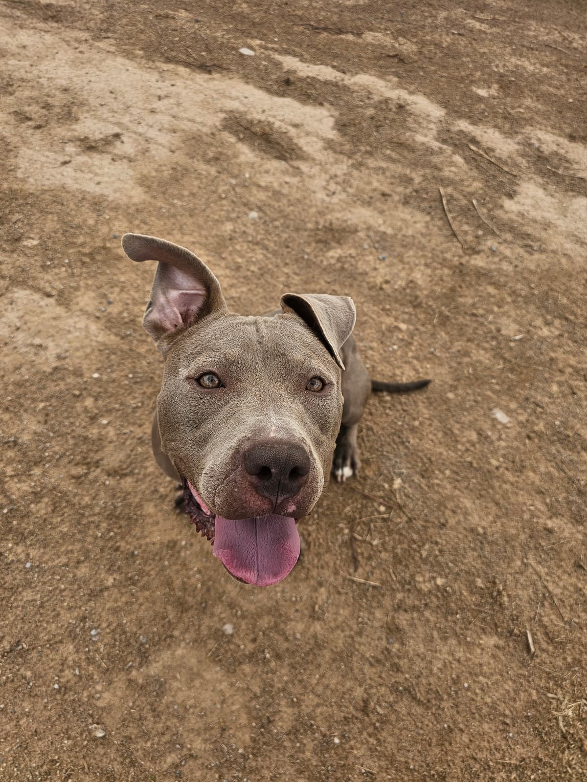 Gemma, photo 2