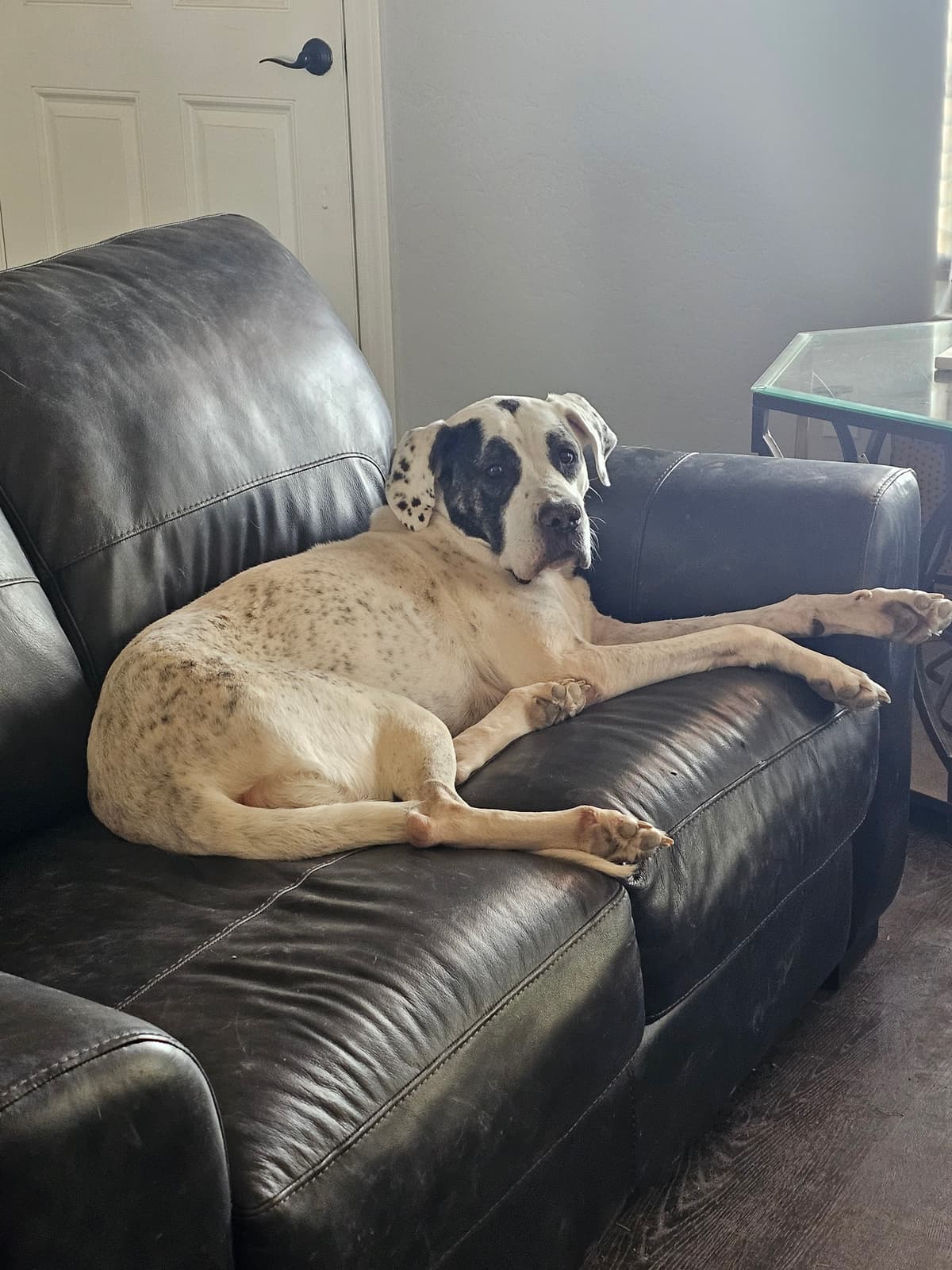 Bella, photo 2