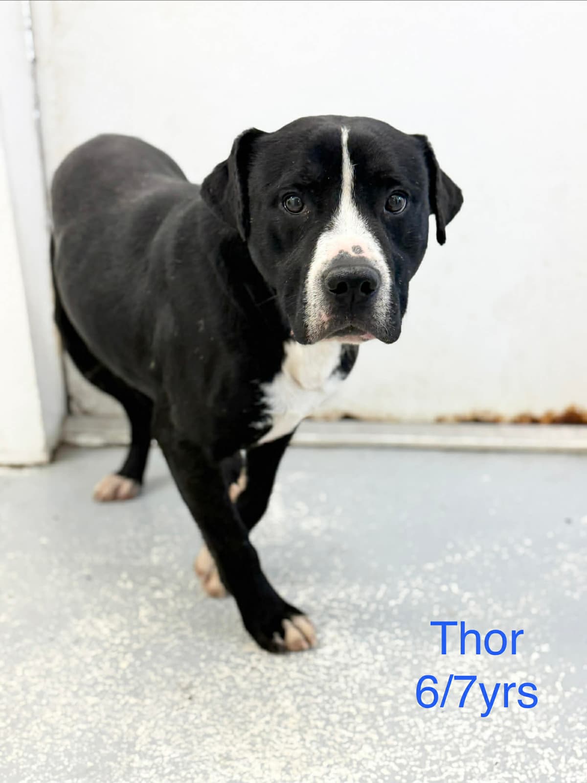 Thor, photo 2