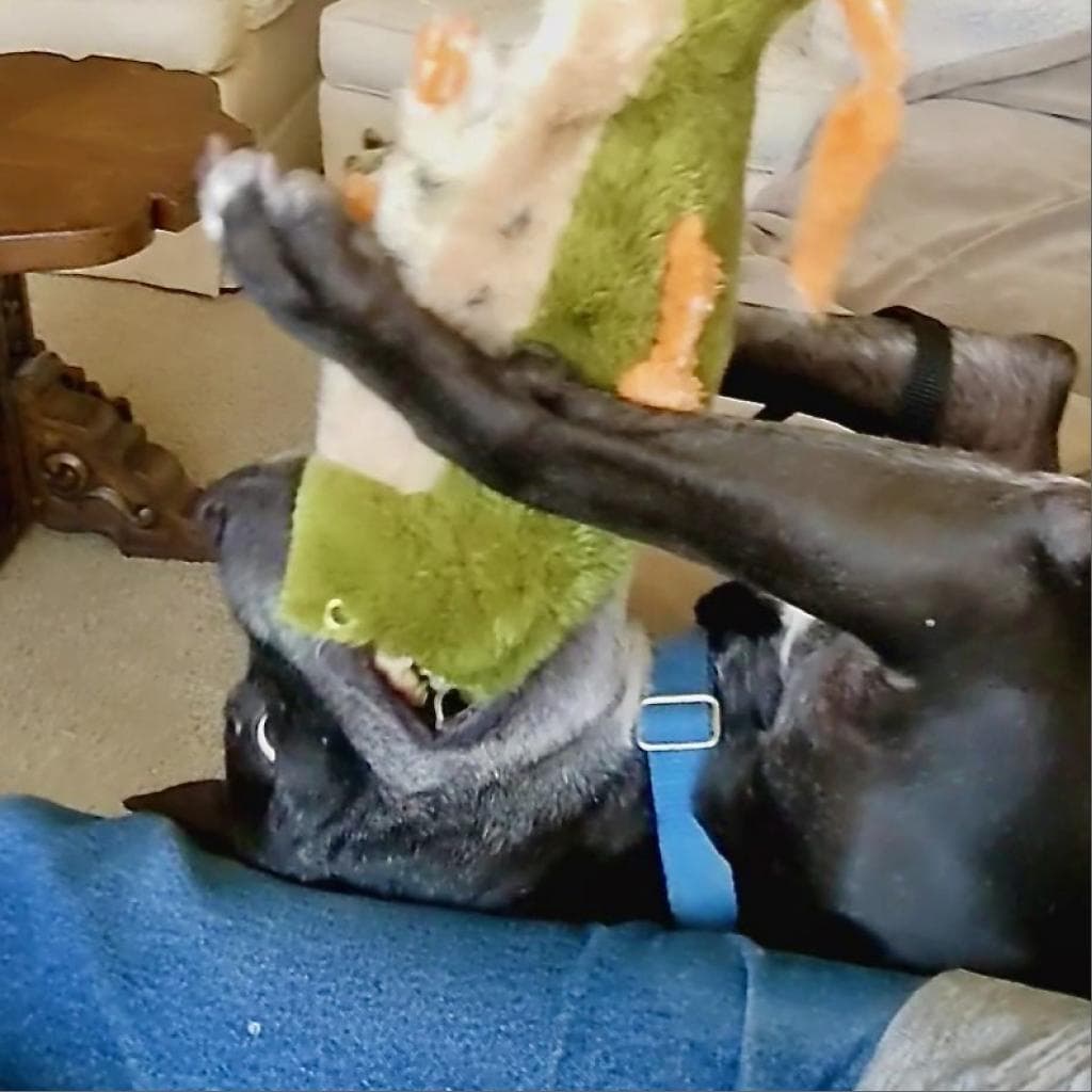 Zeus, photo 6