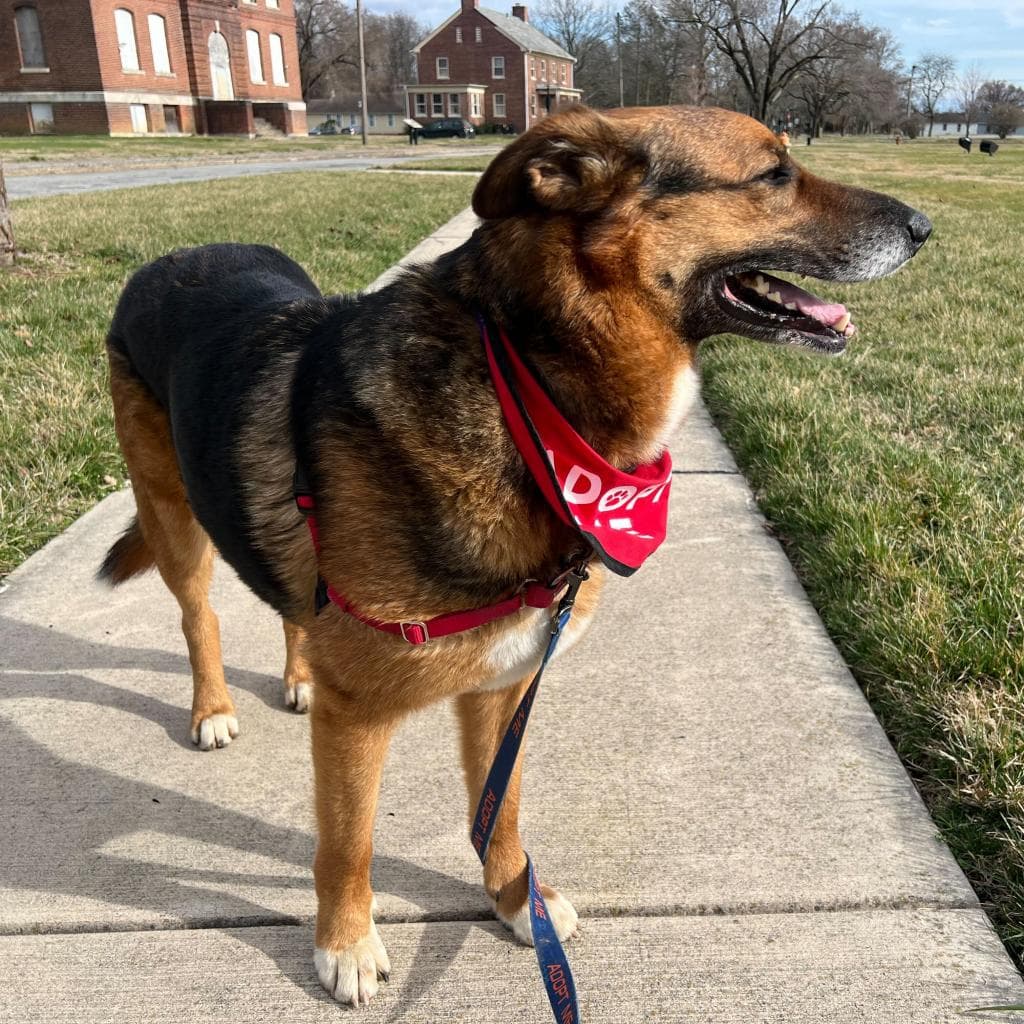 Rusty, photo 32